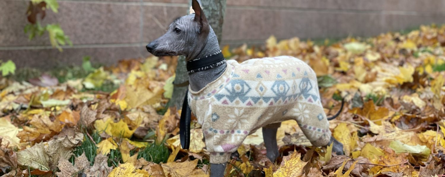 Kennel Rahel