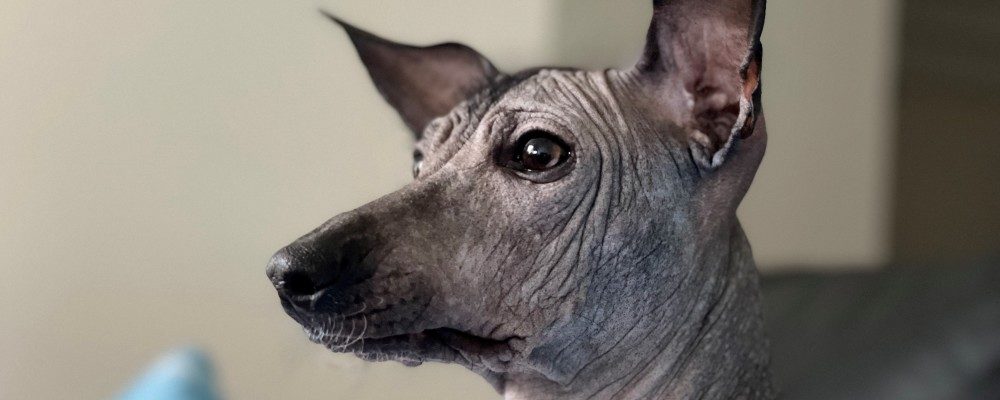 Kennel Rahel