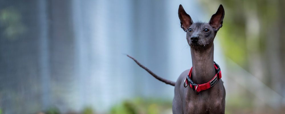 Kennel Rahel